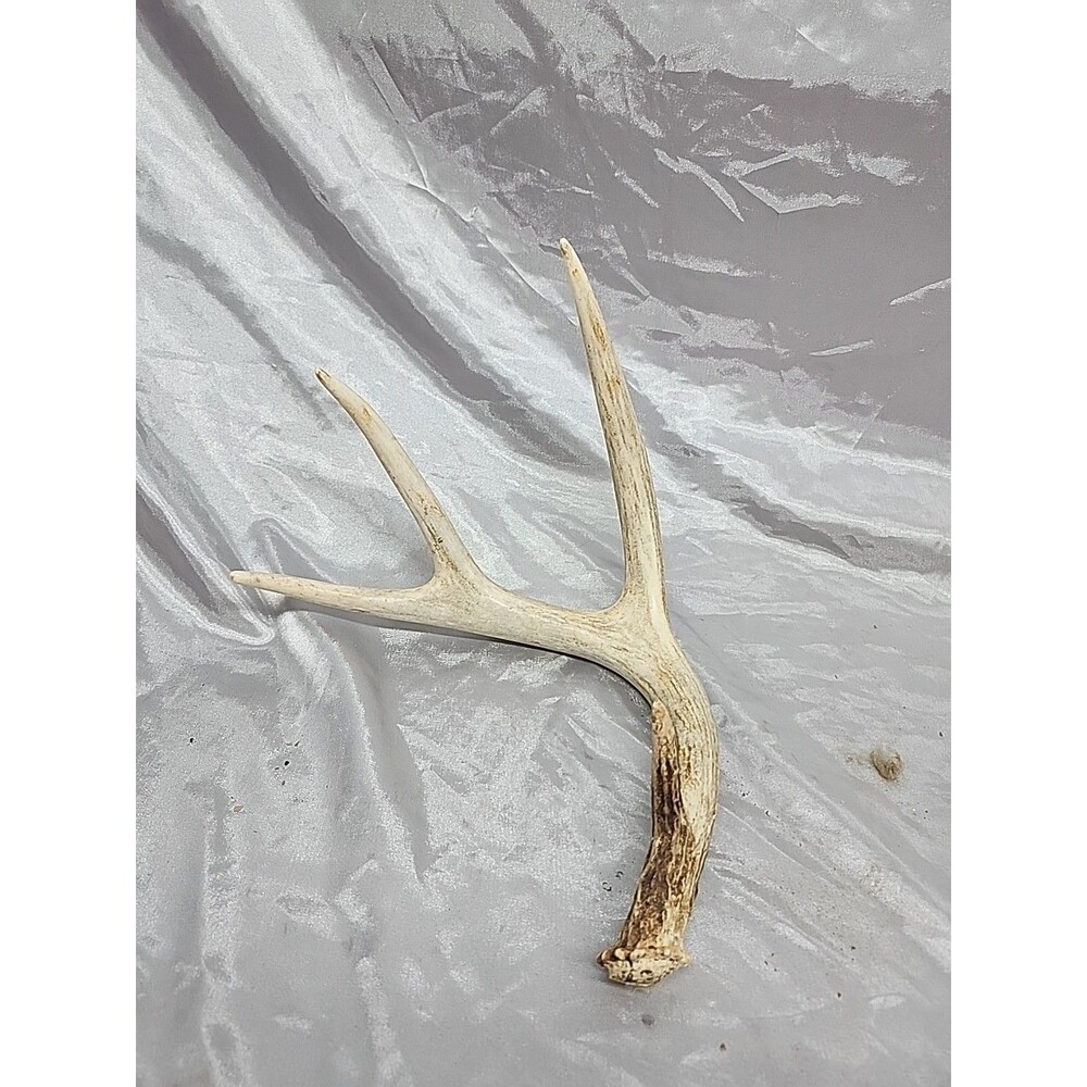 Naturally Shed Whitetail Deer Antler Single 3 Point Cabin Lodge Man Cave 11.5"